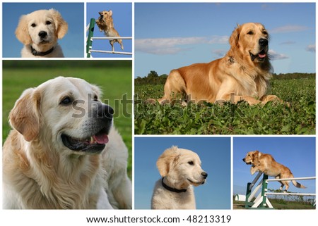 golden retriever dogs and puppies. puppies golden retriever