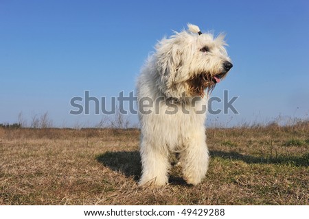 purebred Old English Sheepdog upright in a field