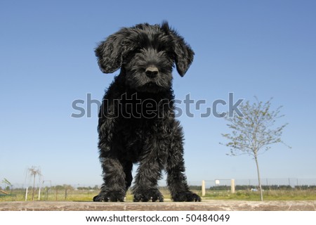 Portuguese Water Dog Puppy. or portuguese water dog