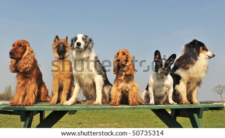 little dogs and puppies sitting on a table in a day of spring