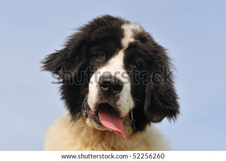 ... photo : portrait of a purebred newfoundland dog lan
