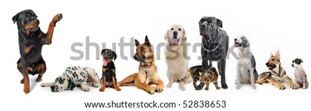 cute  rottweiler say hello with his paw to a group of dogs and cat