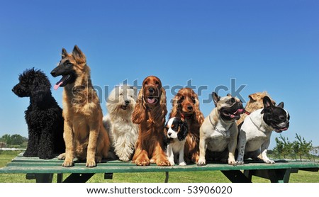 puppies and dogs together. puppies purebred dogs on a