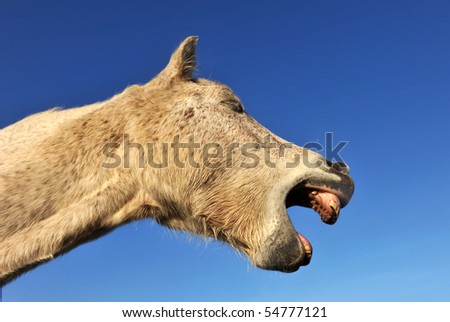 yawning white camargue horse on a blue sky