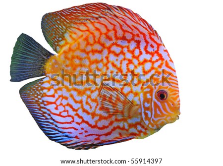 Red Discus Fish
