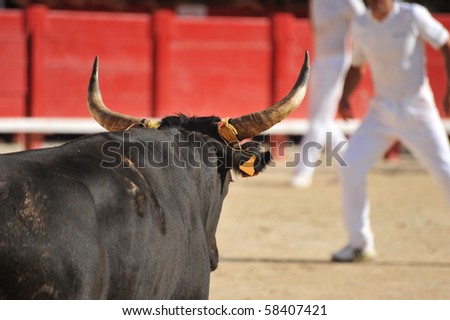 Furious bull in the bullfight arena running near a man