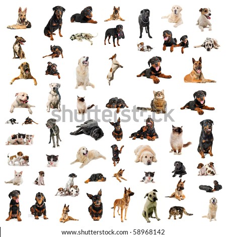 stock photo : purebred dogs, puppies and cats on a white background