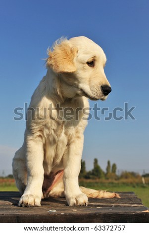 purebred puppy golden retriever on a table outdoors