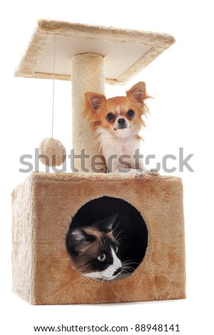 purebred chihuahua and siamese cat on a scratching post