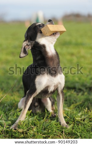 portrait of a cute purebred  puppy chihuahua with a stick