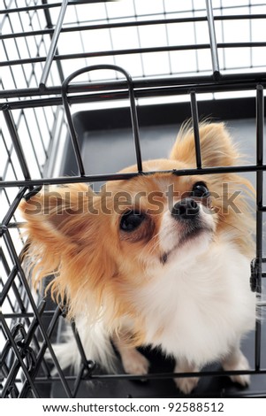 chihuahua closed inside pet carrier isolated on white background