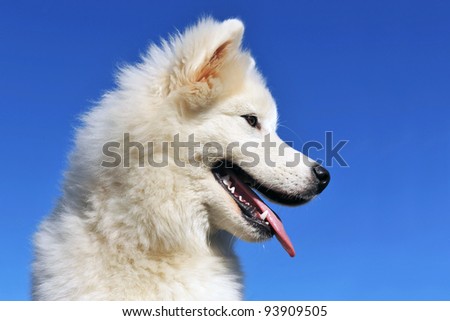 portrait of a cute purebred puppy samoyed dog