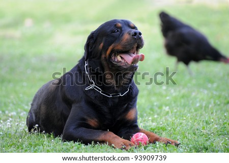 portrait of a purebred rottweiler and his ball with black chicken in the background