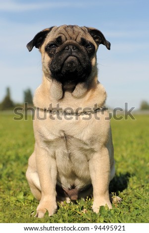 portrait of a purebred puppy pug in a field