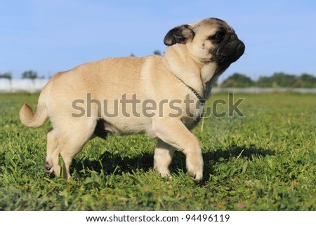 purebred puppy pug walking in a field