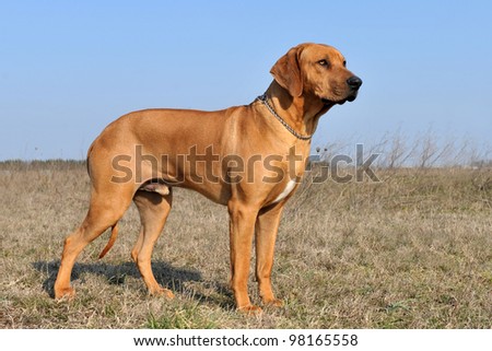 Purebred Ridgeback