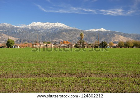 Snow-covered Mount San Jacinto rises above green farmland in Southern California.