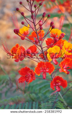 Bright colorful Desert Bird of Paradise flowers bloom in late spring in arid Southern California desert regions.