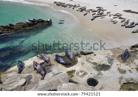 A large group of harbor seals gather to sun themselves at Children\'s Pool beach in La Jolla, California.