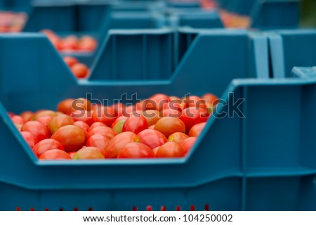 cherry tomatoes in a crate ready to be shipped