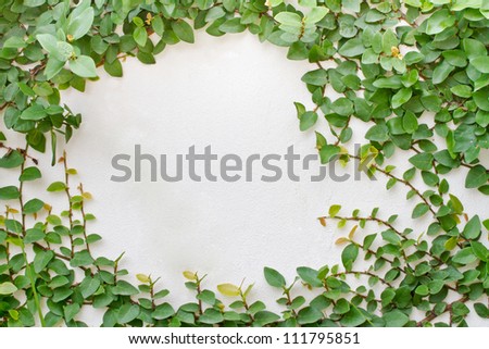 Green creeper plant on white wall