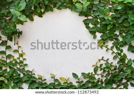 Creeper plant on white background
