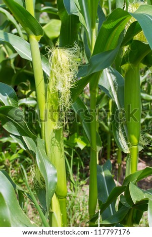 Cob of Corn Growing in Corn Field
