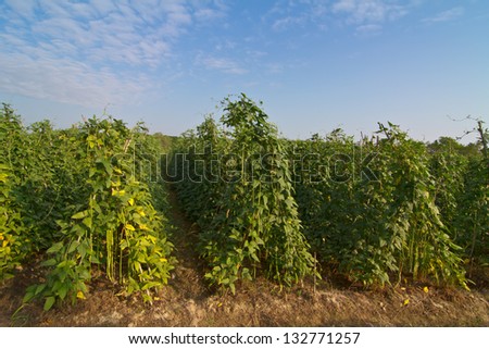 Yardlong bean farm against blue sky