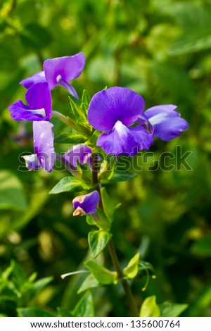 Blue Hawaii flower, Brazilian Snapdraon flower