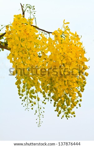 Thailand\'s national flower, golden shower flower
