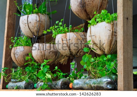 Vegetable window garden, Vegetable planting pot made from the waste material, urban vegetable garden, source of safety food for urban lives