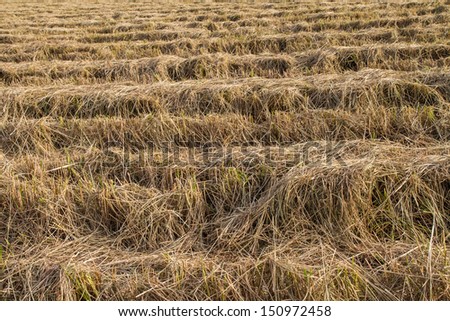 Rice straw in the fields after harvest