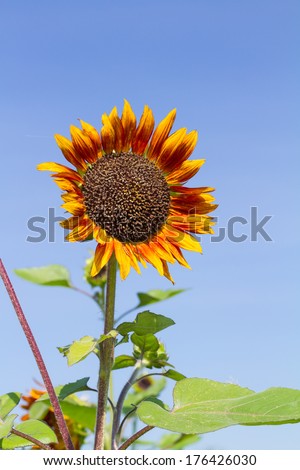 Red sunflower against blue sky