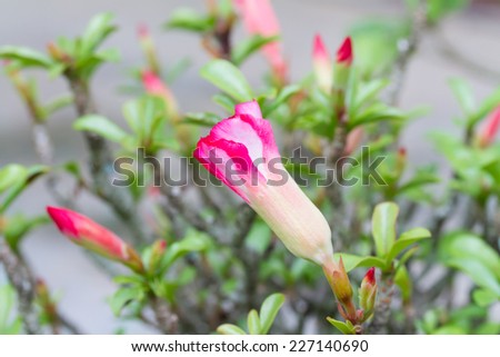 Adenium obesum  or Desert Rose flower