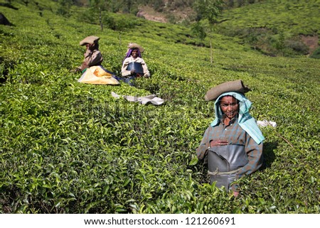 KERALA, INDIA - CIRCA JAN 2009: Women working on the tea plantation at the sunny day on circa January 2009 in Munnar district of Kerala, India. The average yield per acre in India near 450 kilograms.