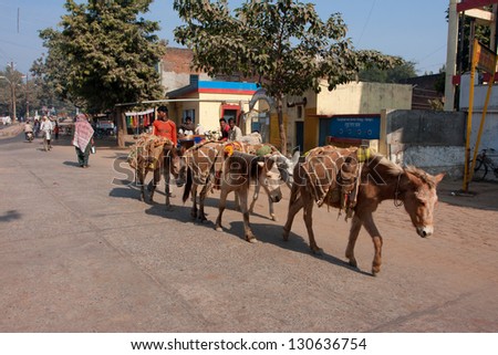 UTTAR PRADESH, INDIA - DEC 29: Donkeys back for cargo with a modern shepherd on December 29, 2012 in Chitrakoot, India. 44% Uttar Pradesh people work in the primary sector of economy (agriculture)