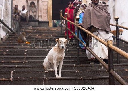 AYODHYA, INDIA - JAN 27: Lonely dog sits on the stairs of ancient hindu Hanuman Garhi Temple on January 27, 2013 in Uttar Pradesh, India. The temple was built by the Nawab of Avadh in 10th century