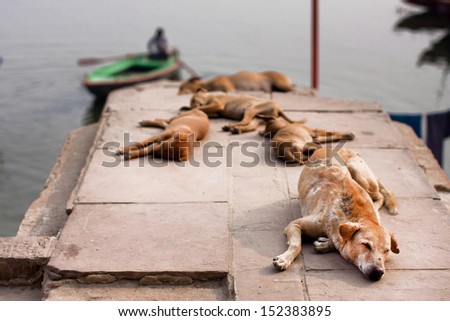 Stray dogs sleeping in the sun near the river bank in the Indian city