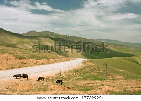 Four cows graze near the rural road in the mountains at the bright day with white clouds blue sky