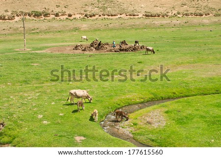 Cows graze in a small winding river valley where farmers work