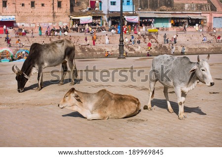 MADHYA PRADESH, INDIA - DEC 29: Indian cows rest on the street of the old town with houses of red color bricks on December 29, 2012 in Chitracoot. Population of Chitrakoot is 22,294 people