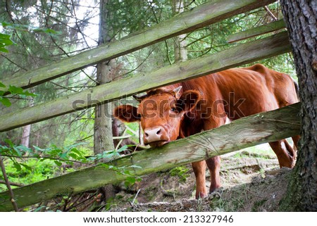 Little cow looks from a wooden fence in the forest