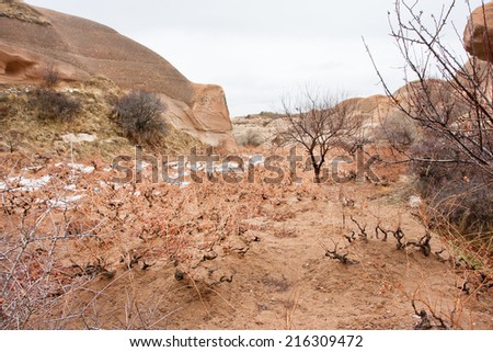 Young shoots of grapes grow in cold soil of a mountain valley of Cappadocia, Turkey