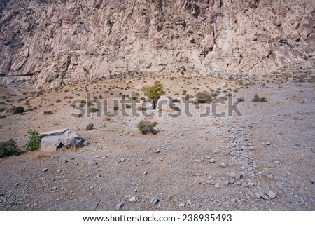 Lonely dry tree on a background of a mountain range in the Middle East