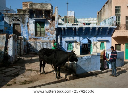 JODHPUR, INDIA - JAN 28: Street scene with Indian cow and walking people in the old town on January 28, 2015. Jodhpur, with population 1,290,000 people, is a center of Marwar region of India
