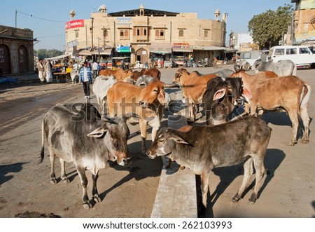 JAISALMER, INDIA - MAR 1: Holy indian cows stand in the group on the city street on March 1, 2015. Jaisalmer lies in the heart of the Thar Desert and has a population of about 78,000.