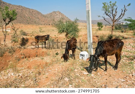 PUSHKAR, INDIA - FEB 10: Cows graze in mountains near the road to the indian village on Fabruary 10, 2015. With population of 15,000, Pushkar is popular touristic town in Ajmer district