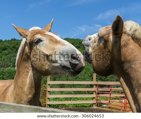 A couple work horses on a Vermont farm having their own conversation.
