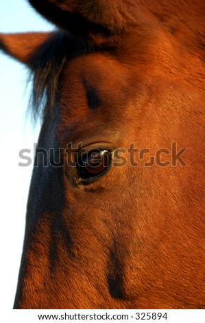 Close up of horse head with narrow DOF
