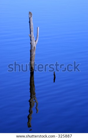 Decaying tree in a deep pond in the UK, the bright sun & deep water created a nice reflection with a few ripples